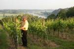 Weinbauer Keydel im Weinberg