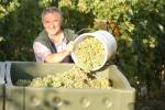Weinbauer Keydel bei der Traubenernte