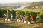 Fleißige Helfer bei der Weinlese