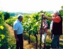 Weinführung im eigenen Weinberg